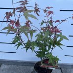 Javor dlaňolistý (Acer palmatum) ‘BENI MAIKO’- výška 40-60 cm, kont. C1.5L